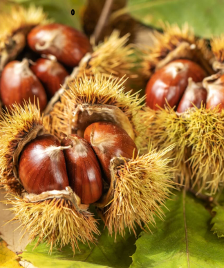 Castanha Biológica Kg